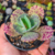 kalanchoe marmorata pt7
