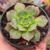 Echeveria longissima pt7