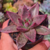 Echeveria agavoides hibrida pt7