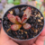 adromischus trigynus calico hearts pt7