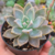 Graptosedum Ghosty pt7