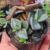 lenophyllum sp pt7