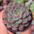 Echeveria sp pt7 na internet