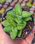 crassula springtime pt7 - comprar online