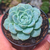 echeveria red velvet pt7