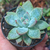 Echeveria colorata pt7