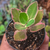 Kalanchoe Laciniata Variegata p7 na internet