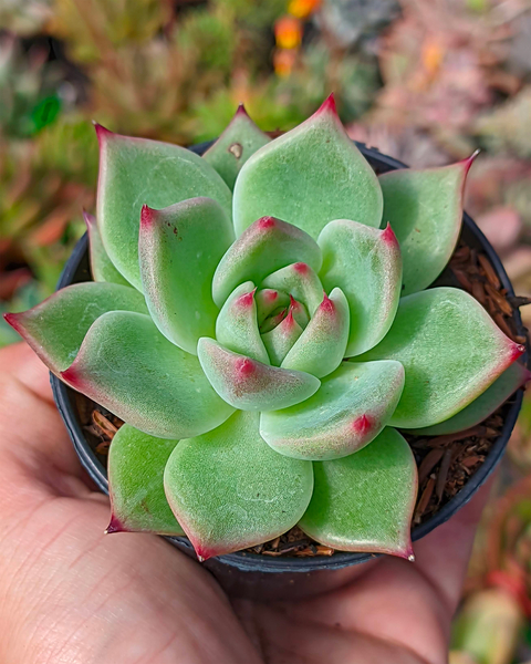 echeveria mercury pt7 - comprar online