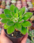 echeveria giant mexican firecracker pt7 - comprar online