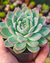 Echeveria Strawberry ice pt7 - comprar online