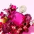 SHAKIRA FUCSIA EDP en internet