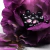LANCOME LA NUIT TRESOR LE PARFUM - Perfumerias Mikey