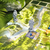 Mythwind en internet