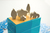 Imagen de Rafter five