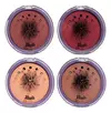 Blush Compacto Wandinha - Safira Cosméticos