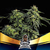 SEMILLA BSF FOTOPERIODICAS OBG KUSH FASTER