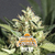 SEMILLA BSF AUTOMATICAS DOBLE COOKIES