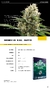 SEMILLA BSF AUTOMATICAS MOBY-D - comprar online