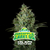 SEMILLA BSF AUTOMATICAS PINEAPPLE LARRY OG
