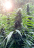 SHAMAN FOTO DUTCH PASSION X3U - Grow Led