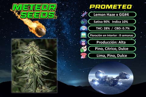 SEMILLAS METEORSEEDS X3 UNIDADES FOTOPERIODICAS PROMETEO