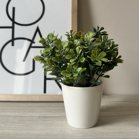 Plantin Buxus 15cm