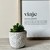 Echeveria en maceta de cemento 9x9 - comprar online