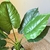Planta Alocasia Artificial 65cm - tienda online