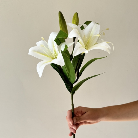 Lilium Blanco 3 Flores con Pimpollo 56cm