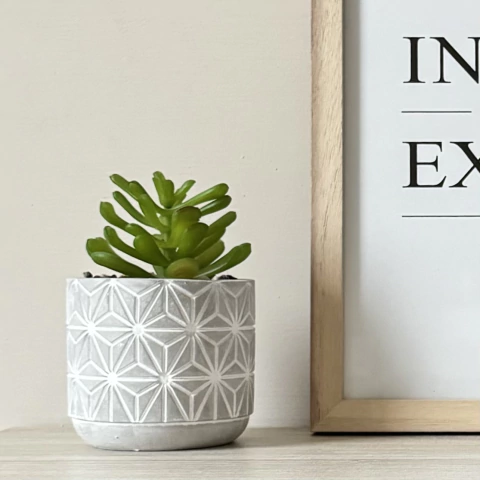 Plantín Suculenta con Mini Maceta de Cemento