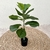 Planta Pandurata Artificial 70cm - tienda online