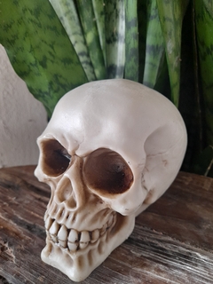 Caveira/ Crânio em resina