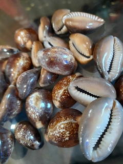 Búzio Africano