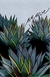 TARJETA POSTAL: AGAVE AZUL