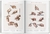 Bourgery: Atlas of Human Anatomy and Surgery