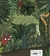 Plantas domesticadas y otros mutantes - comprar en línea