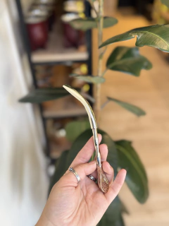 BOMBILLA PICO LORO ALPACA CINCELADA TAMAÑO MINI - comprar online