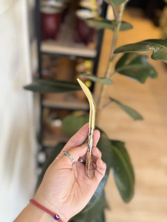 BOMBILLA PICO LORO CINCELADA ALPACA PICO BRONCE TAMAÑO MINI en internet