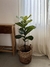 PLANTA HOJA DE VIOLIN - Ada home