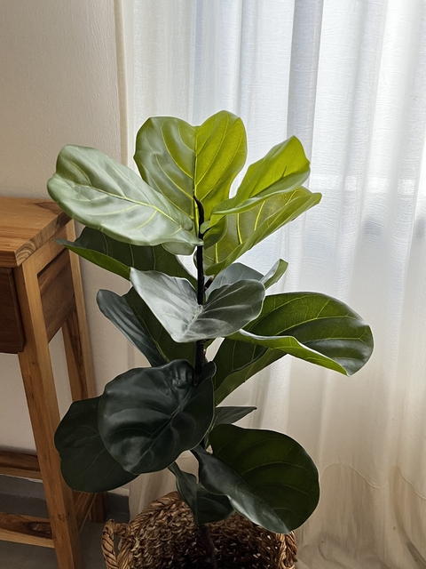 PLANTA HOJA DE VIOLIN - comprar online
