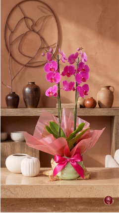 Orquídea Essência Rara + Lenço Versátil - comprar online