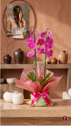 Orquídea Essência Rara + Lenço Versátil