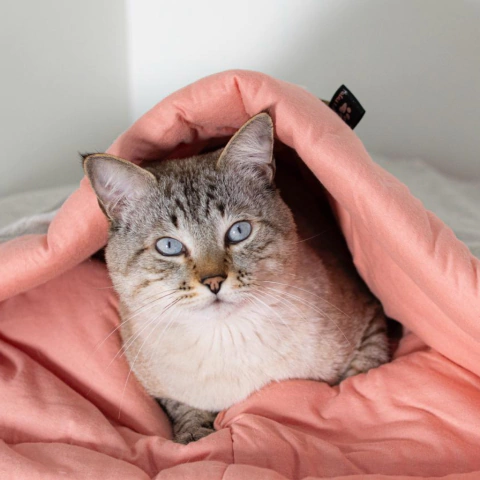 Saquinho de Dormir- Coleção Vanilla Rosa White. - comprar online