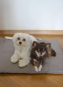 Colchonete Pet Impermeável Bolsa 2 em 1 Impermeável e 100% algodão.