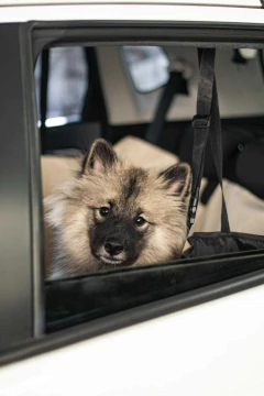 Capa Pet Protetora para banco do carro Bege Mescla Lisato. - loja online