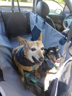 Imagem do Capa Protetora Pet Premium para banco do carro Cinza Mescla