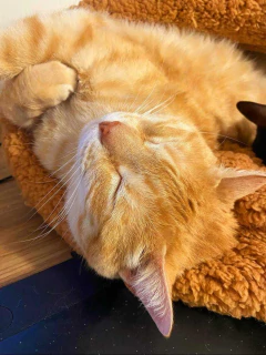 Imagem do Saquinho de dormir Pet Europeu Aconchego Off White Caramelo.