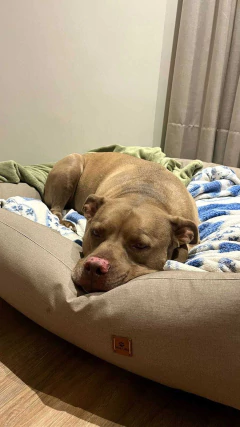 Cama Pet Impermeável Classic Fendi Lisato