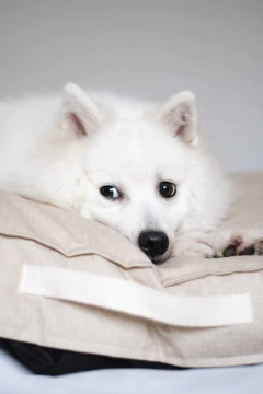 Cama Pet Impermeável Almofada Futon Off White Mescla Lisato. - comprar online