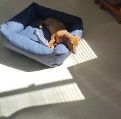 Cama Pet Impermeável Classic Patas Marinho Lisato - loja online